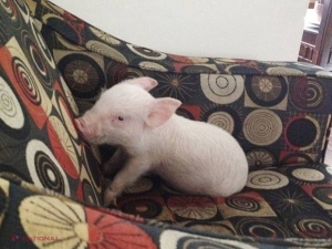FOTO // Au vrut un miniporc de companie, însă s-au trezit cu un ANIMAL de 300 kg