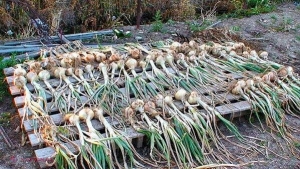 Cum să depozitezi ceapa şi usturoiul pentru a-şi păstra valoarea nutritivă și iarna
