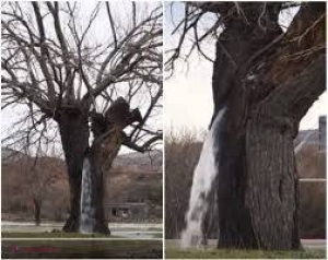 VIDEO // Fenomen natural INCREDIBIL în Muntenegru: copacul-izvor. Care este explicația