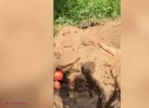 VIDEO // Doi urși au pătruns într-un cimitir, au DEZGROPAT mai multe morminte și au MÂNCAT cadavrele