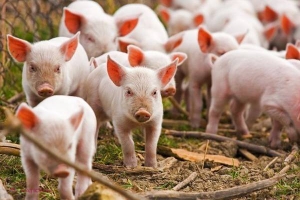 Carnea de porc din R. Moldova, INTERZISĂ în Transnistria