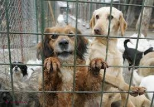 Legea eutanasierii câinilor fără stăpân după 14 zile, adoptată de Camera Deputaților 