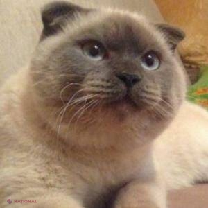 O pisică se află în fruntea sondajelor pentru alegerile dintr-un oraș din Siberia