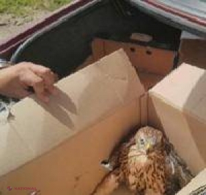 „Vând pui de VULTUR”: Anunțul unui tânăr din R. Moldova i-a adus necazuri. Cine i-a bătut la ușă
