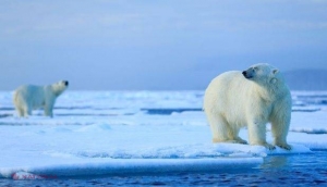 4,14 milioane de kilometri pătraţi de gheaţă s-au topit în 2016 în Oceanul Arctic. Consecinţele sunt DRAMATICE