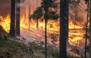 Greenpeace: Incendiile de vegetaţie din Siberia se extind. „CATASTROFĂ”