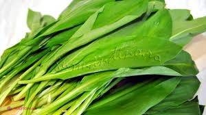 Leurda curăţă sângele şi protejează ficatul de boli