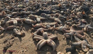 FOTO // Imagini „postapocaliptice” au fost suprinse pe plajele din Marea Britanie