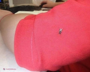 Cum scapi de muște în 2 minute. Pui planta asta, stai cu geamul deschis și NU mai intră niciodată în casă