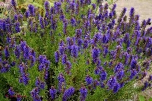 Planta sacră care VINDECĂ bolile și induce o STARE de bună dispoziție 