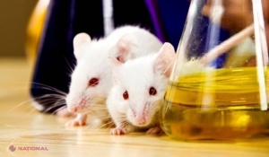 Experiment inedit al oamenior de ştiinţă: un şoricel a băut şampanie de trei ori pe săptămână. Ce s-a întâmplat după șase săptămâni