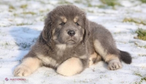 Chinezii deschid cea mai mare fabrică de clonare din lume: ''Vom crea, prin clonare, câte 100 000 pe an''