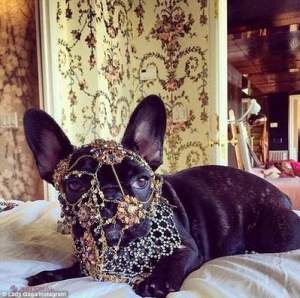 Lady Gaga, criticată de organizaţiile pentru apărarea animalelor. FOTOGRAFIILE care au stârnit critici