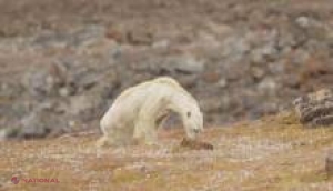 VIDEO // Urs polar în agonie, dovada că poluarea ucide în chinuri 