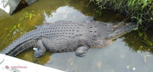 O femeie a fost mâncată de vie de un CROCODIL