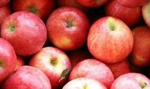 Încă 39 de tone de mere moldovenești, rebutate de Rusia