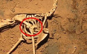 FOTO // Când au realizat ce se află printre oasele acestei păsări vechi de peste 100.000 ani, cercetătorii au avut parte de o mare SURPRIZĂ. Este INCREDIBIL ce înghiţise aceasta înainte să moară 