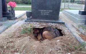 FOTO // Câinele fotografiat în timp ce stătea sub o piatră funerară dintr-un CIMITIR nu-şi plângea stăpânul, cum s-a spus. Animalul păzea un SECRET 