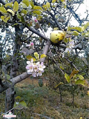 Au ÎNNEBUNIT… merii. La Petrești, merele coapte stau pe aceeași creangă cu florile de măr