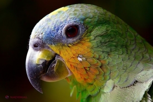 Fosilele celui mai mare papagal din lume, descoperite în Noua Zeelandă. La ce înălţime ajungea pasărea preistorică