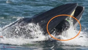 VIDEO UIMITOR // Un biolog marin a scăpat, ca prin minune, din fălcile unei balene