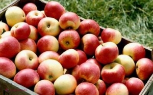 Rusia refuză fructele moldovenești. Experții vorbesc despre monopol 