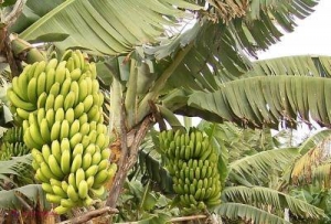 Cine mănâncă trei banane primeşte 900 de dolari. Experimentul controversat al unor oameni de ştiinţă
