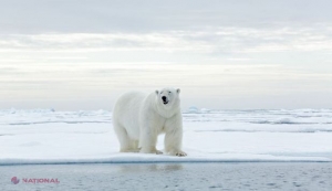 Rusia a fost „INVADATĂ