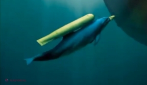 După ce a fost CAPTURATĂ de ruşi, armata de delfini-spioni ai Ucrainei ar fi murit „patriotic după ce au intrat în greva foamei”