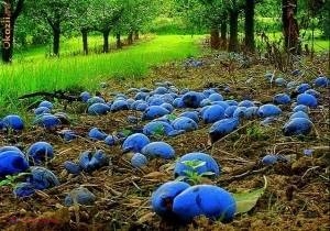 Producătorii de prune: „Roada frumoasă se alterează în livezi” 