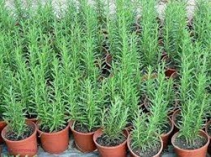 Crește peste tot! Este ULUITOR cât de benefică poate să fie această PLANTĂ MINUNE