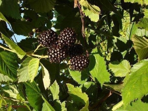 (FOTO) Cultura, ținută în SECRET de americani, îți aduce venituri de 50 000 de euro la hectar