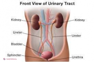Rinichii, cele două filtre naturale ale organismului: um despistăm afecţiunile renale