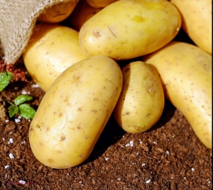 România, pe locul 7 în UE la producția de cartofi