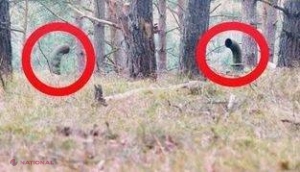 Plimbându-se printr-o pădure, au observat aceste ȚEVI...