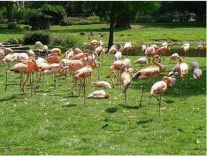 O femeie lasă moştenire 22 de milioane de dolari unei grădini zoologice