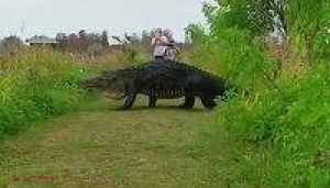 VIDEO // Un aligator IMENS a surprins turiştii din Florida. „Ăsta chiar este un dinozaur”