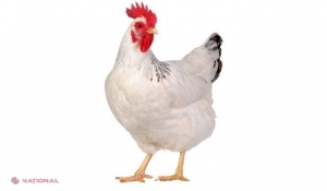 FOTO // Descoperire incredibilă făcută de cercetători. Ce au găsit în ochii unei găini