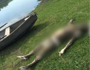 S-a înecat în râul Nistru. Poliția solicită ajutorul cetățenilor pentru a identifica victima