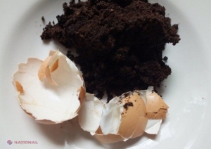 UTIL // Cojile de ouă și zațul de cafea fac MINUNI pentru sănătatea plantelor. Ce trebuie să faci