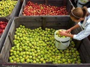 Peste 20 de tone de mere moldovenești, REBUTATE de Rusia