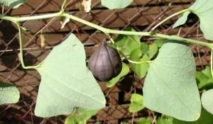 Plantă medicinală, folosită şi în România, poate cauza cancer