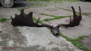 FOTO // Doi pescari au aruncat plasa la o adâncime de şase metri, iar când au scos-o au avut parte de un moment ŞOCANT. Au chemat imediat experţi, care au confirmat că este vechi de 10 500 de ani. „Pare de pe altă planetă!”