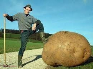 Zece lucruri mai puţin cunoscute despre cartof