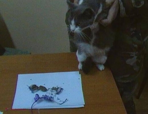 O pisică transporta droguri unor deținuți