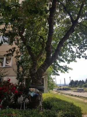 A înfăşurat un cireş cu SÂRMĂ GHIMPATĂ, ca să nu ajungă copiii la fructe. Copacul se afla pe domeniul public