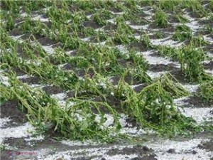 Guvernul va plăti pentru culturile agricole distruse de grindină