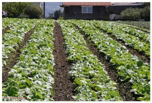 Varza chinezească din R. Moldova „așteaptă” vremuri mai bune