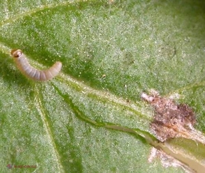O insectă atacă legumele din R. Moldova