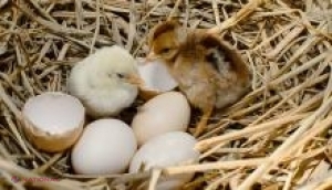 De ce pot puii să spargă coaja ouălor. DESCOPERIREA ne-ar ajuta să evităm toxiinfecțiile